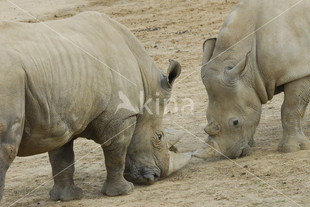 Witte neushoorn