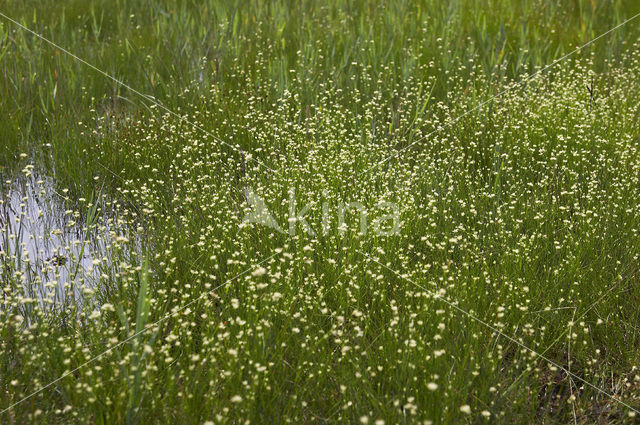 White Beak-sedge (Rhynchospora alba)