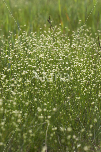 Witte snavelbies (Rhynchospora alba)