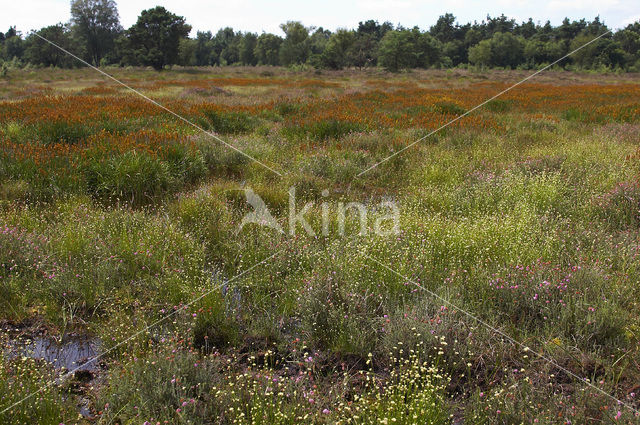 Witte snavelbies (Rhynchospora alba)