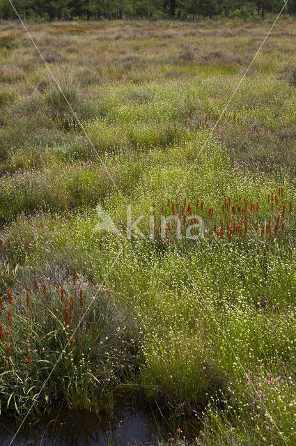 Witte snavelbies (Rhynchospora alba)