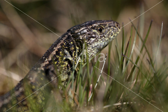 Zandhagedis (Lacerta agilis)