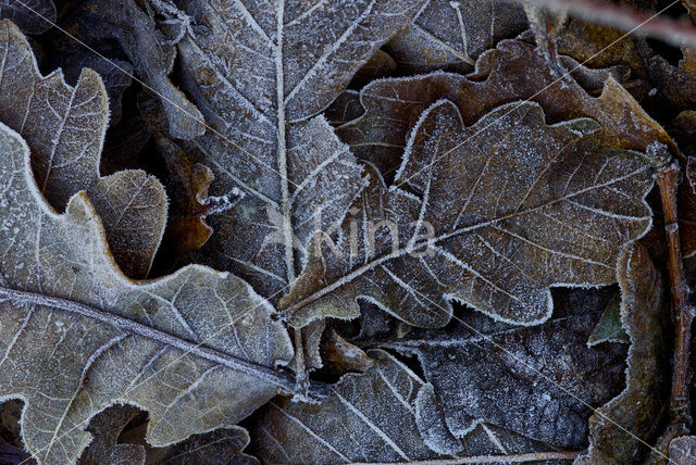 Zomereik (Quercus robur)