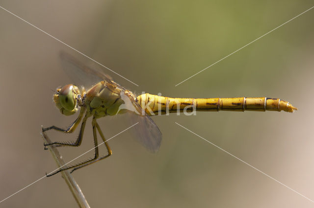 Zuidelijke heidelibel (Sympetrum meridionale)