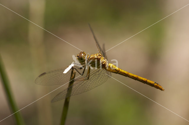 Zuidelijke heidelibel (Sympetrum meridionale)