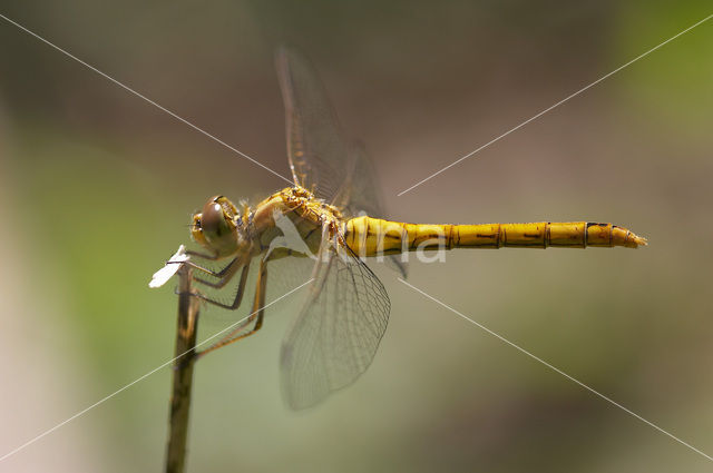 Zuidelijke heidelibel (Sympetrum meridionale)