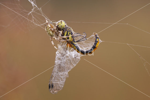 Zwarte heidelibel (Sympetrum danae)