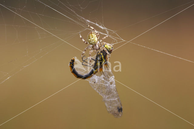 Zwarte heidelibel (Sympetrum danae)