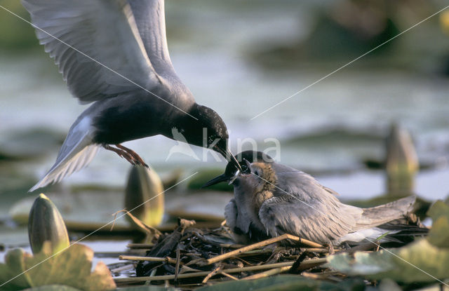 Black Tern (Chlidonias niger)