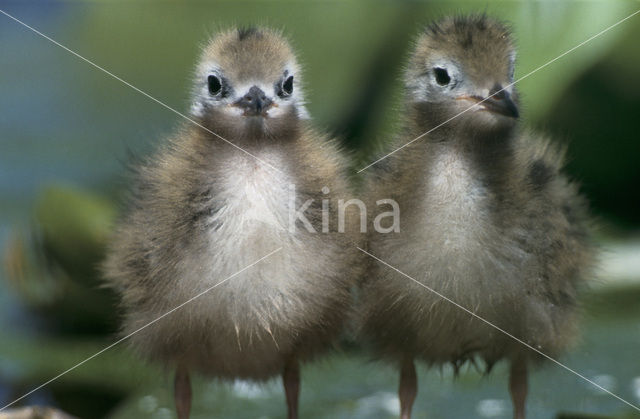 Black Tern (Chlidonias niger)