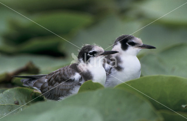 Zwarte Stern (Chlidonias niger)