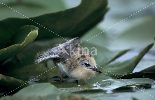 Black Tern (Chlidonias niger)