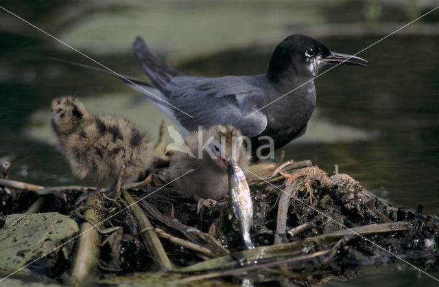 Zwarte Stern (Chlidonias niger)