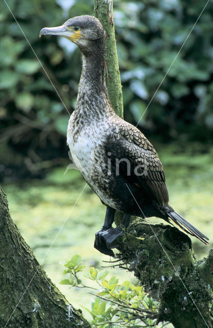 Aalscholver (Phalacrocorax carbo)