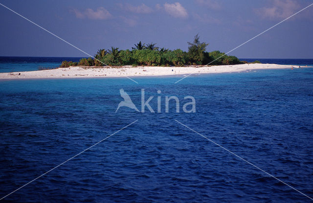 Ari Atoll