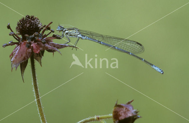 Azuurwaterjuffer (Coenagrion puella)