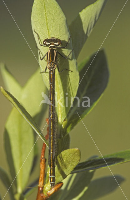 Azuurwaterjuffer (Coenagrion puella)