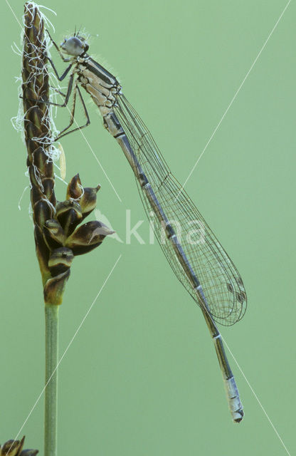 Azuurwaterjuffer (Coenagrion puella)