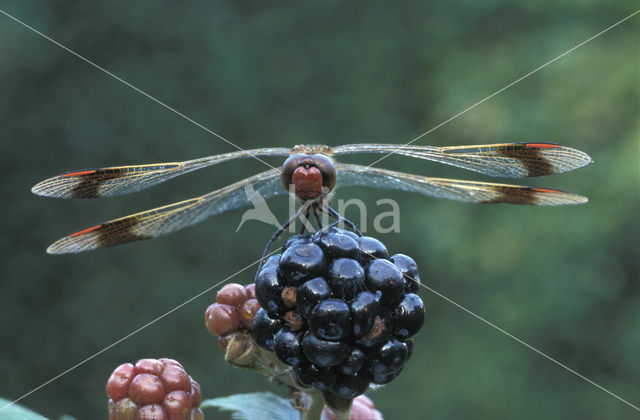 Bandheidelibel (Sympetrum pedemontanum)