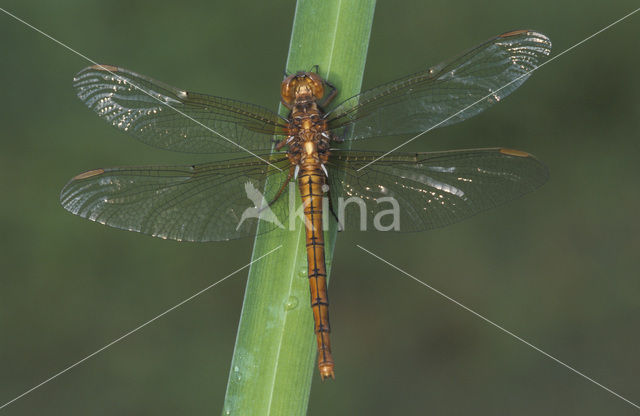 Beekoeverlibel (Orthetrum coerulescens)