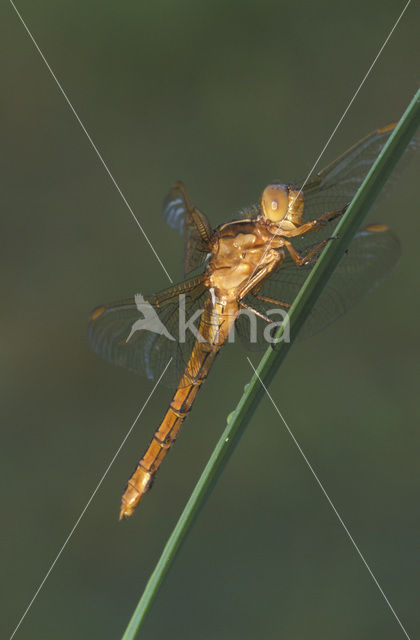 Beekoeverlibel (Orthetrum coerulescens)