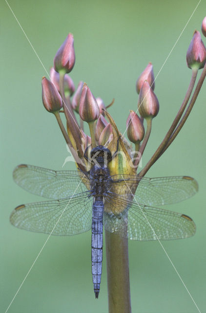 Beekoeverlibel (Orthetrum coerulescens)