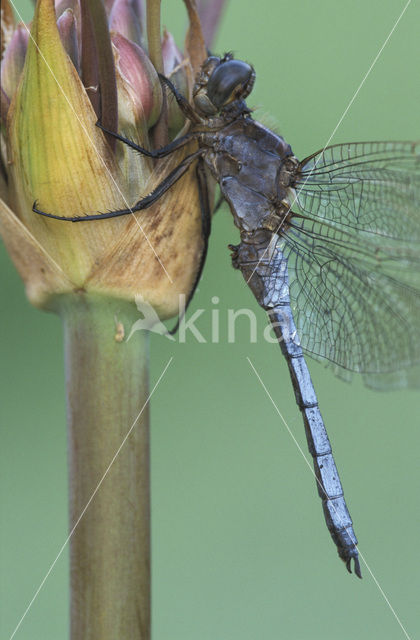 Beekoeverlibel (Orthetrum coerulescens)