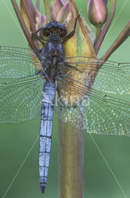 Beekoeverlibel (Orthetrum coerulescens)