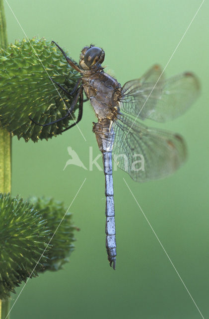 Beekoeverlibel (Orthetrum coerulescens)