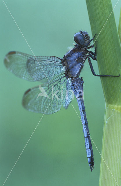 Beekoeverlibel (Orthetrum coerulescens)