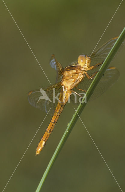 Beekoeverlibel (Orthetrum coerulescens)