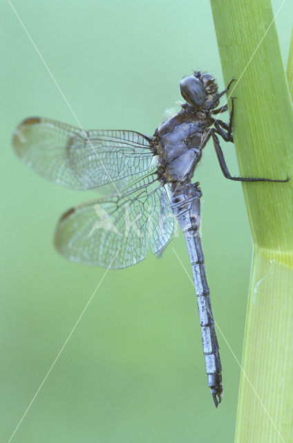 Beekoeverlibel (Orthetrum coerulescens)