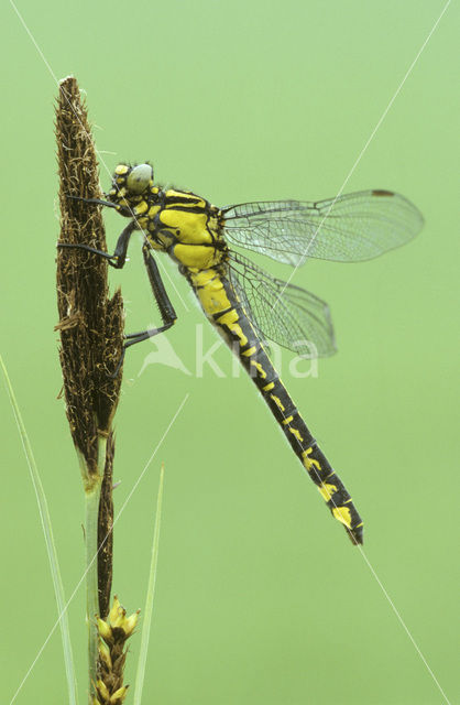 Beekrombout (Gomphus vulgatissimus)