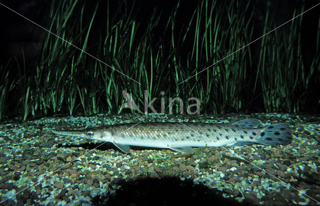 Beensnoek (Lepisosteus oculatus)