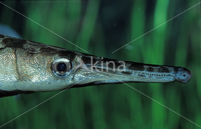 Beensnoek (Lepisosteus oculatus)