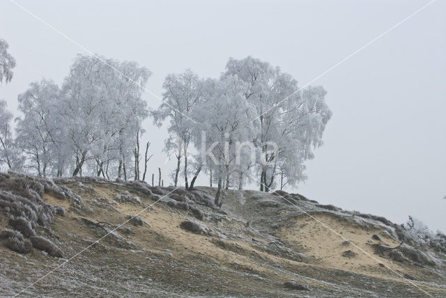 Berk (Betula)