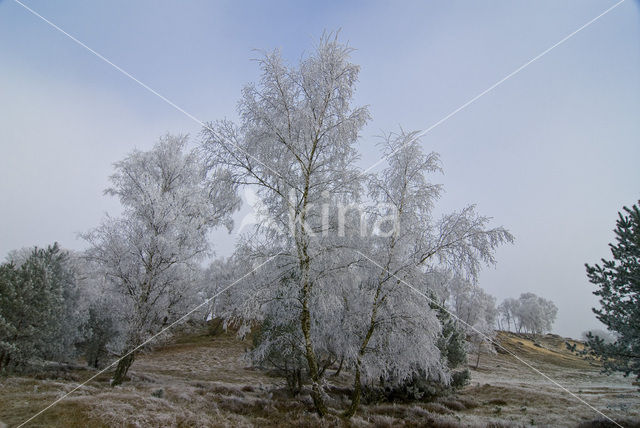 Berk (Betula)