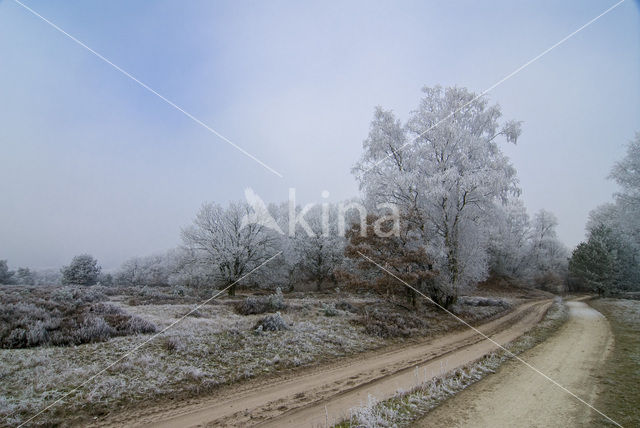 Berk (Betula)