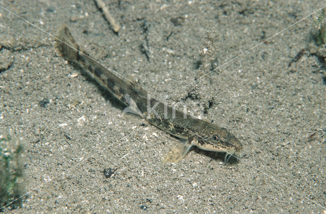 Stone Loach (Barbatula barbatula