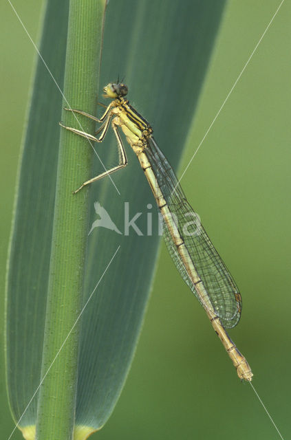 Blauwe breedscheenjuffer (Platycnemis pennipes)