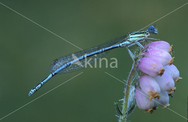 Blauwe breedscheenjuffer (Platycnemis pennipes)