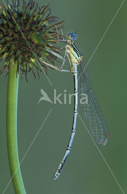 Blauwe breedscheenjuffer (Platycnemis pennipes)