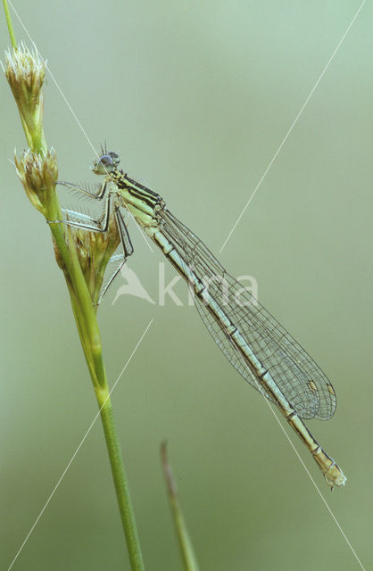 Blauwe breedscheenjuffer (Platycnemis pennipes)