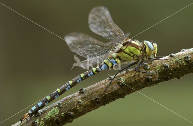 Blauwe glazenmaker (Aeshna cyanea)