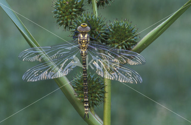 Blauwe glazenmaker (Aeshna cyanea)