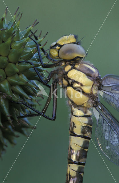 Blauwe glazenmaker (Aeshna cyanea)