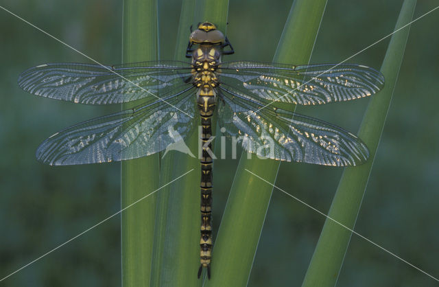 Blauwe glazenmaker (Aeshna cyanea)