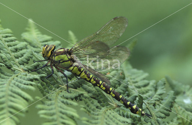 Blauwe glazenmaker (Aeshna cyanea)