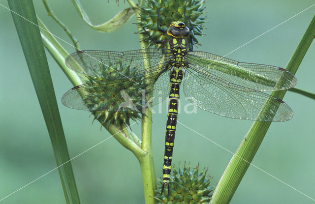 Blauwe glazenmaker (Aeshna cyanea)