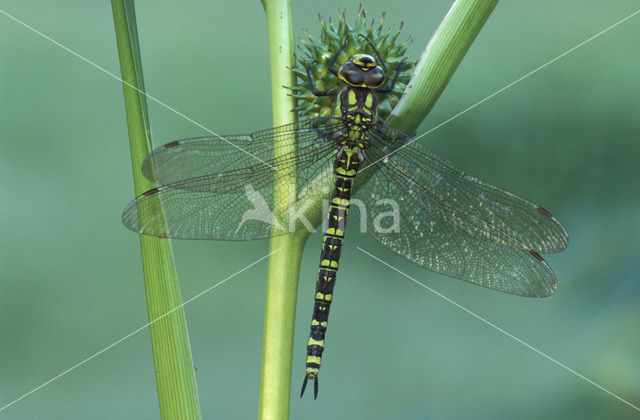 Blauwe glazenmaker (Aeshna cyanea)